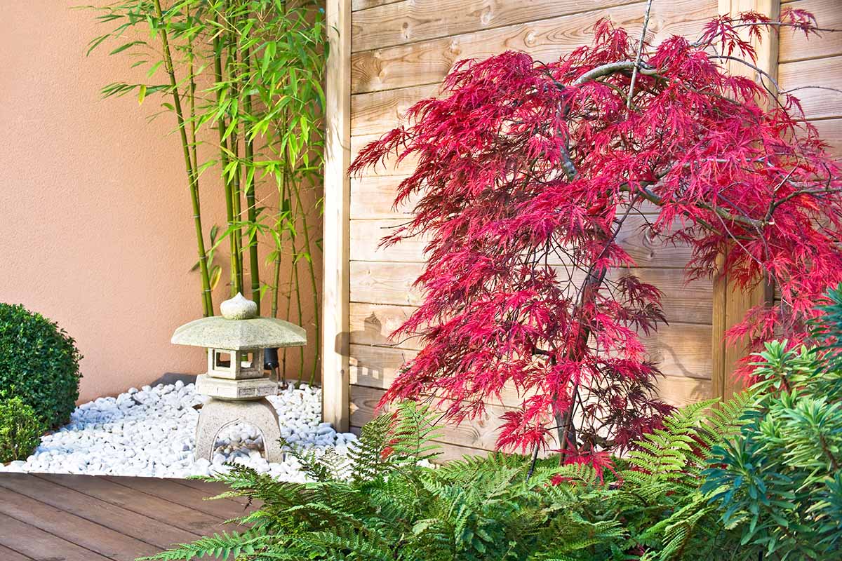 A horizontal image of a zen garden planted with bamboo, ferns, and red Japanese maple.