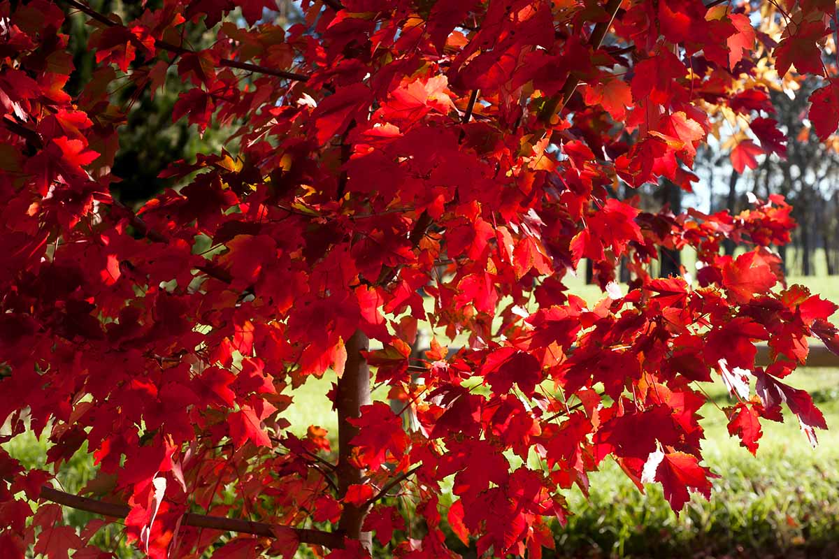 A close up horizontal image of the red fall foliage of Acer rubrum.
