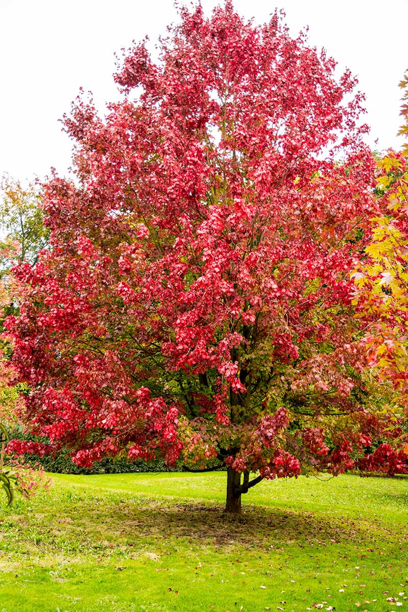 A vertical image of an Acer rubrum 'October Glory' growing in the garden.