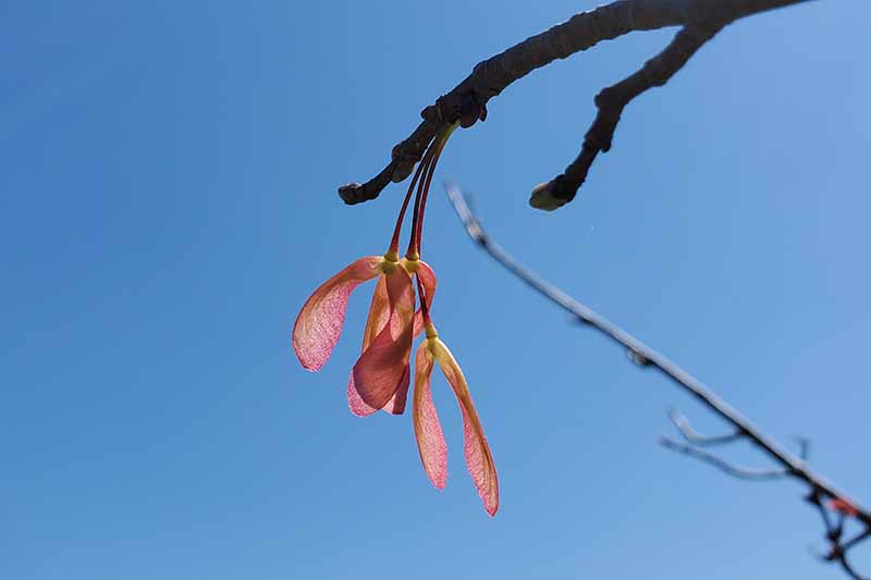 A close up horizontal image of red maple seed pods isolated on a blue sky background.