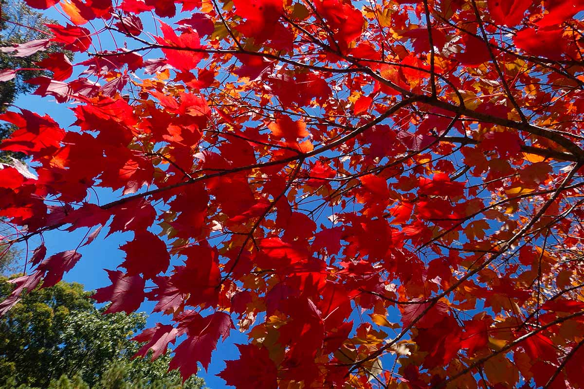 A horizontal image of bright red foliage of Acer rubrum pictured on a blue sky background.