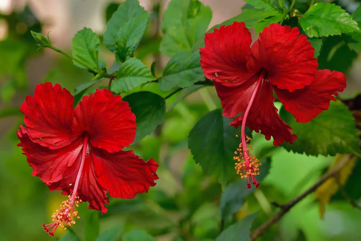 A close up horizontal image of red tropical hibiscus (H. rosa-sinensis) flowers growing in the garden pictured on a soft focus background.