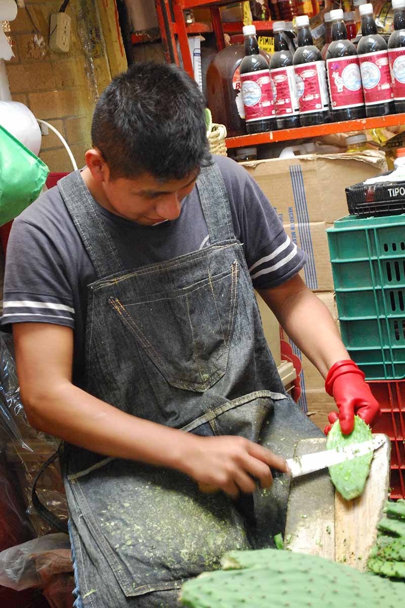 A close up vertical image of a man removing the spines from a prickly pear cactus pad with a knife.