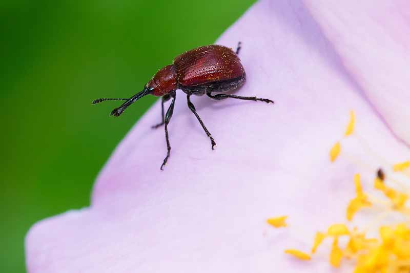 A close up horizontal image of a rose curculio beetle on a white flower.