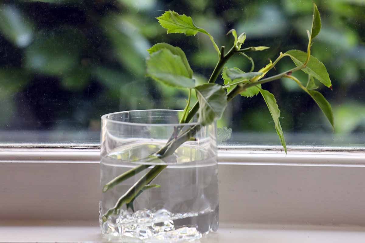 A close up horizontal image of rose stems set in a glass of water on a windowsill.