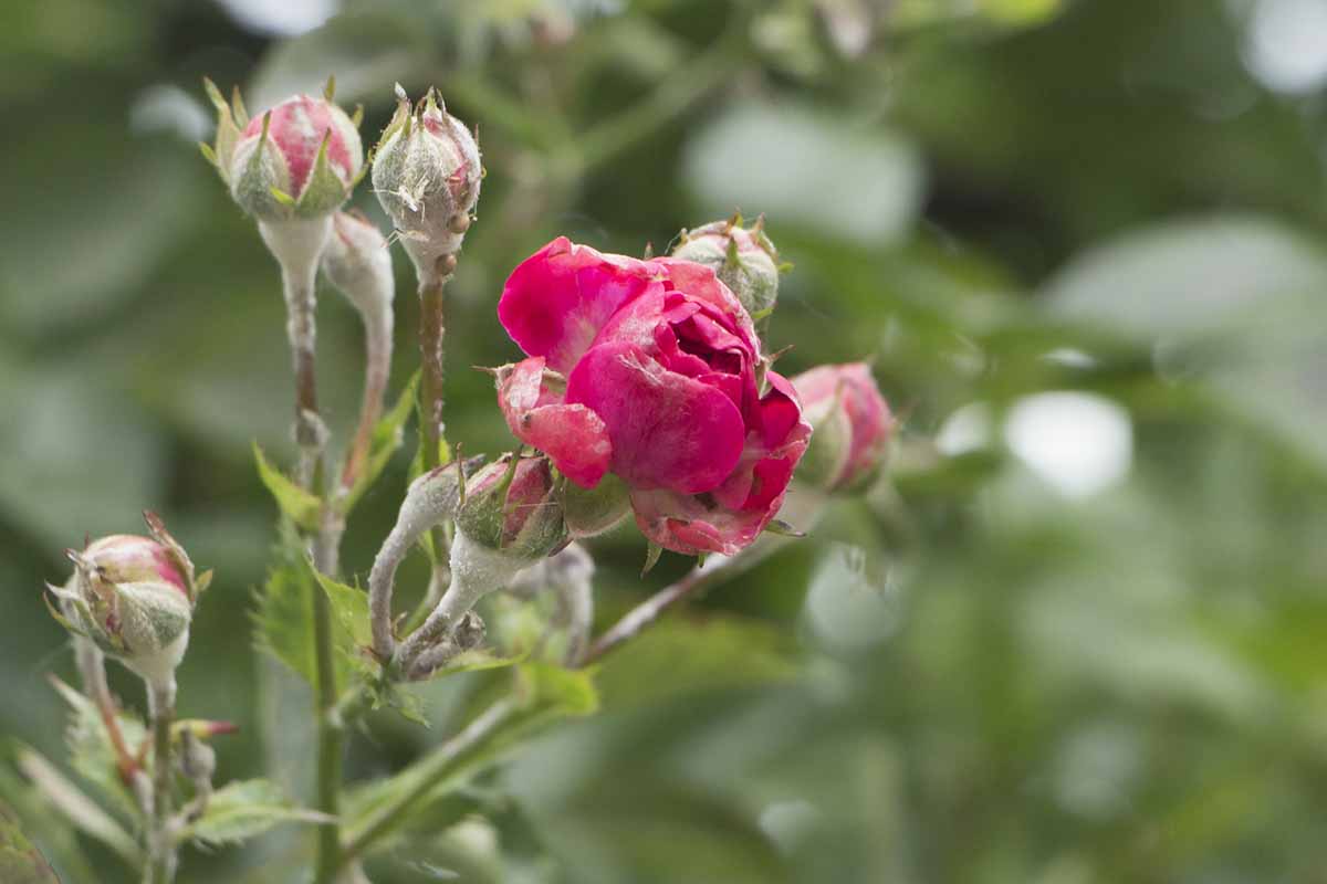 A close up horizontal image of rose flowers and buds covered in powdery mildew fungi pictured on a soft focus background.
