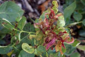 9 Common Reasons for Deformed Rose Flowers (And How to Fix Them)