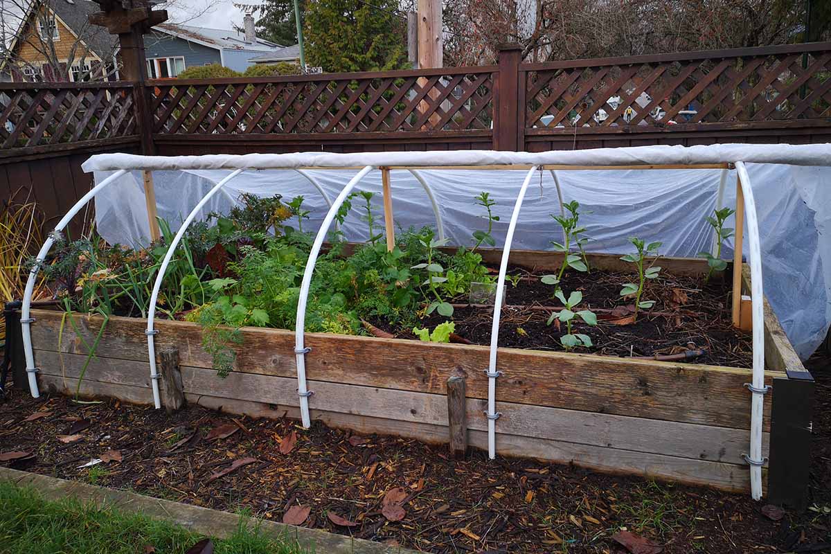A close up horizontal image of a raised bed garden with a floating row cover over the top to protect the crops from cold weather.