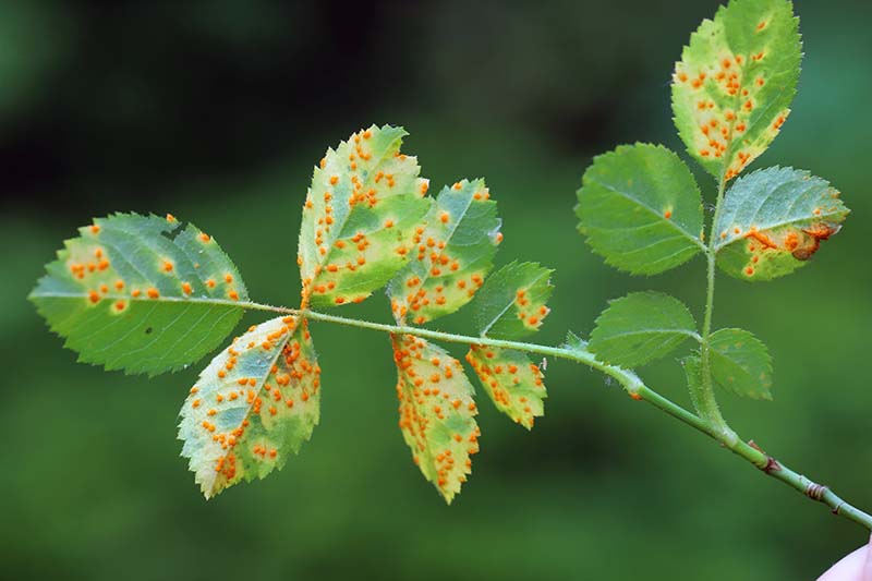 A close up horizontal image of foliage suffering from a fungal infection called rust pictured on a soft focus background.