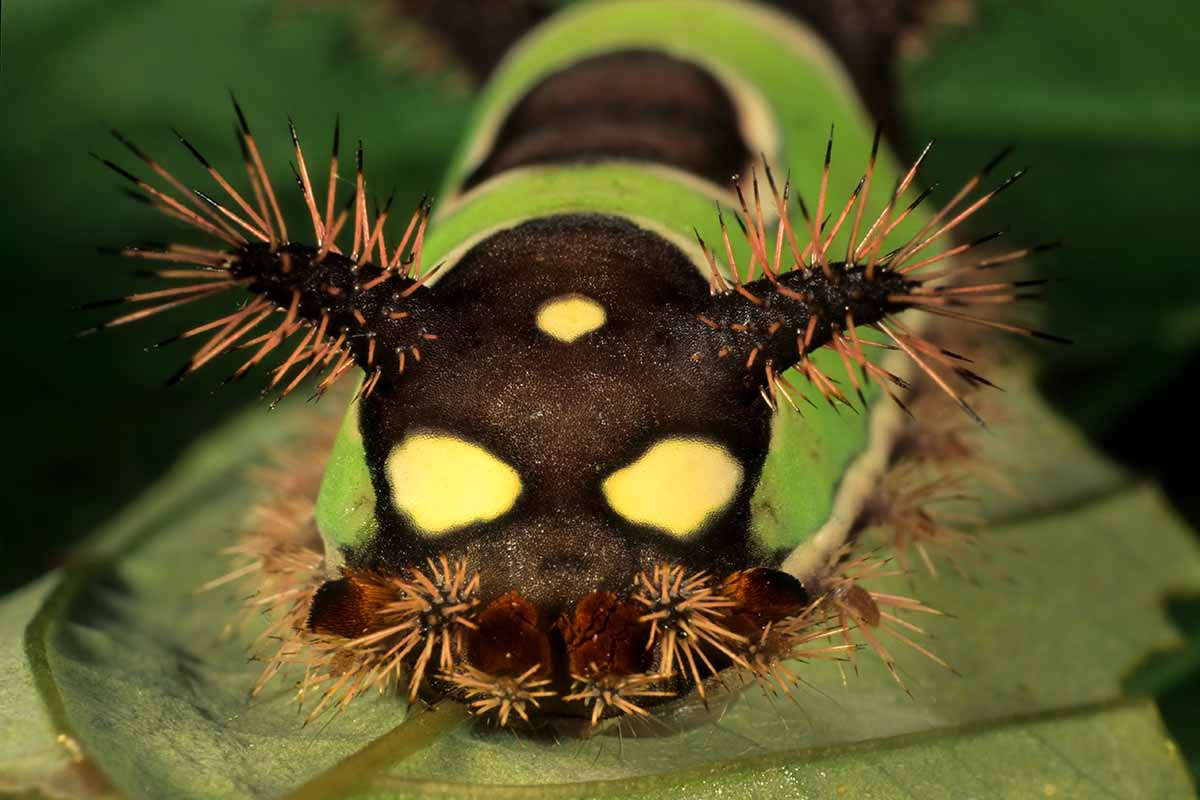 A close up horizontal image of a saddleback caterpillar pictured from the front.