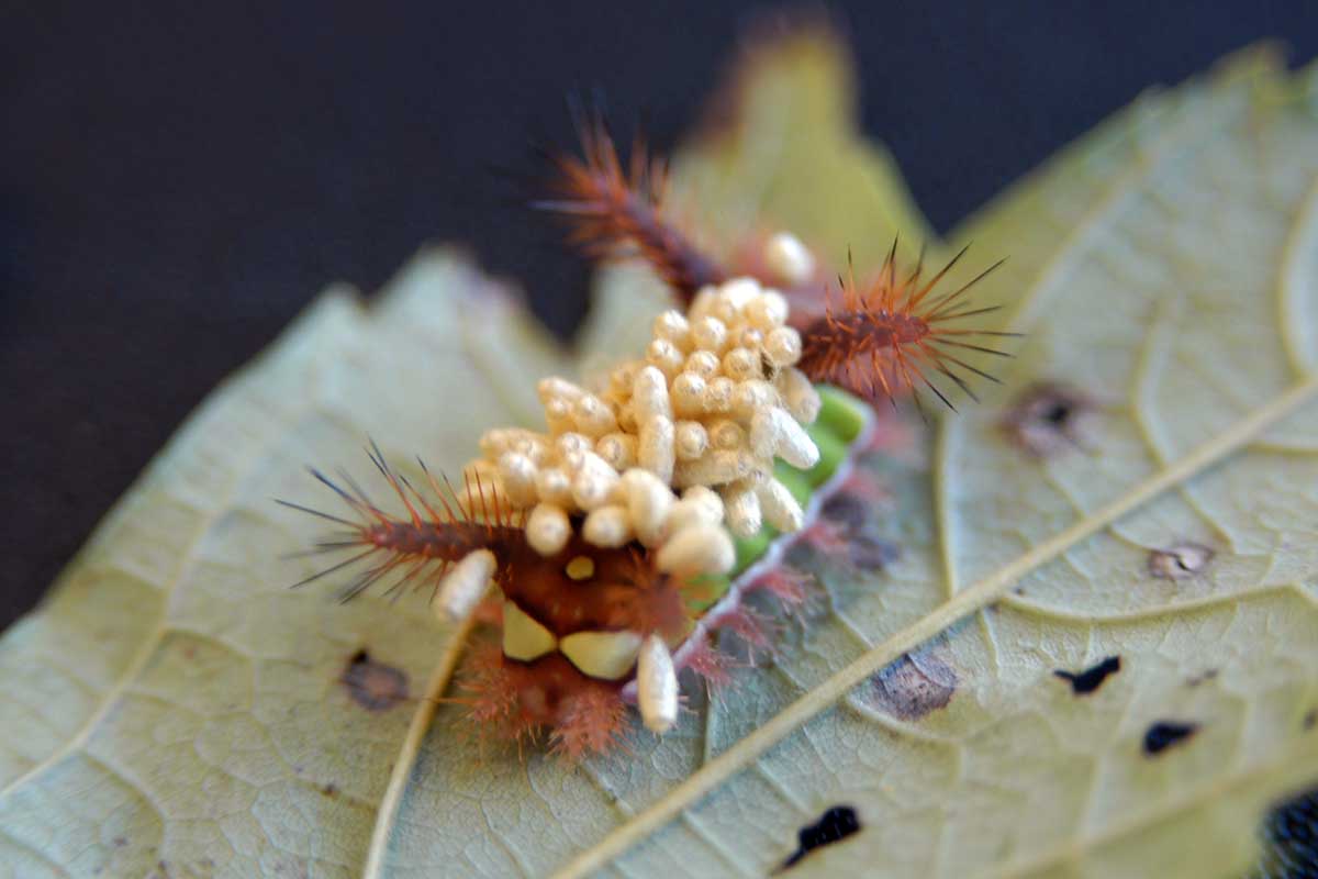 A close up horizontal image of a saddleback moth larva covered with braconid cocoons.