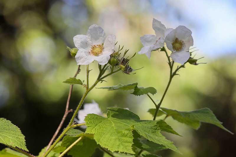 A horizontal image of salmonberry blossoms pictured on a soft focus background.