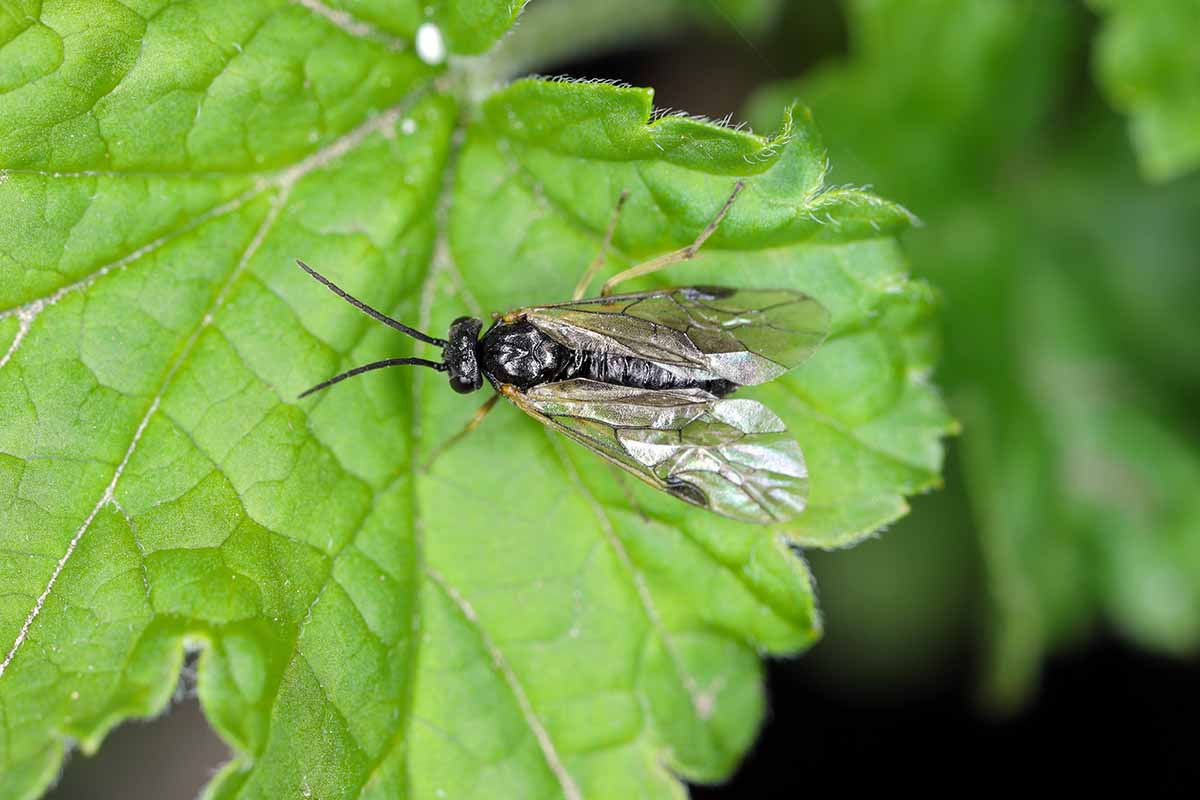 A close up horizontal image of an adult sawfly on the surface of a leaf.
