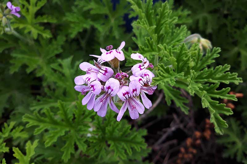 A close up of a scented geranium growing in the garden pictured on a soft focus background.