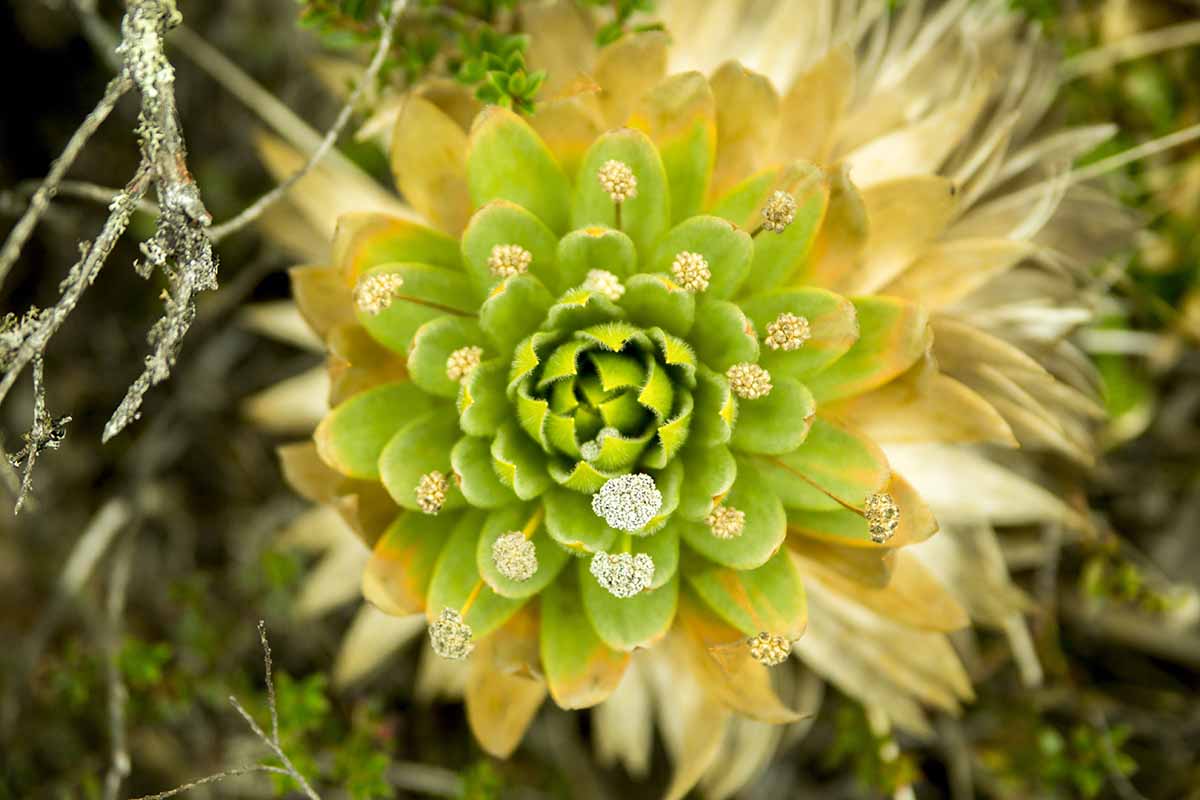 A close up top down image of a Sempervivum plant in bloom.