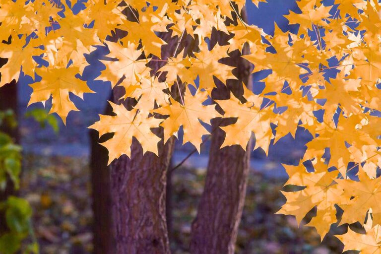 types of maple trees for your home