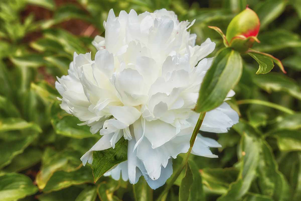A close up of a 'Shirley Temple' peony flower and bud pictured on a soft focus background.