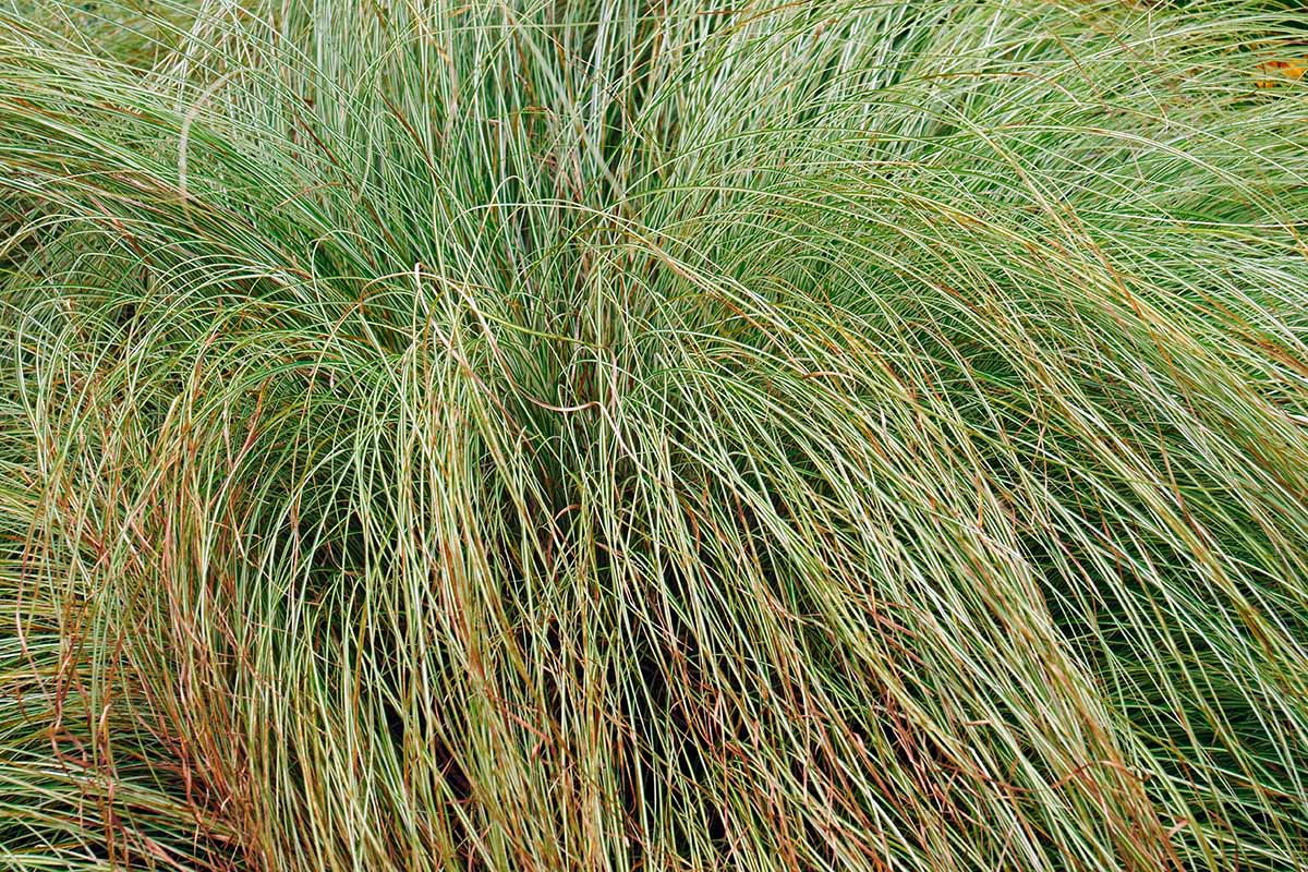 A close up horizontal image of the foliage of Carex morrowii 'Silk Tassel' sedge growing in the garden.