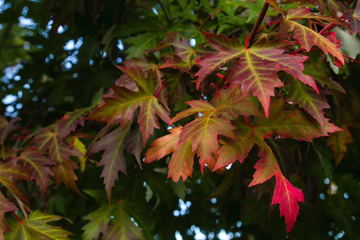 A close up horizontal image of the dramatic fall foliage of the silver maple tree.
