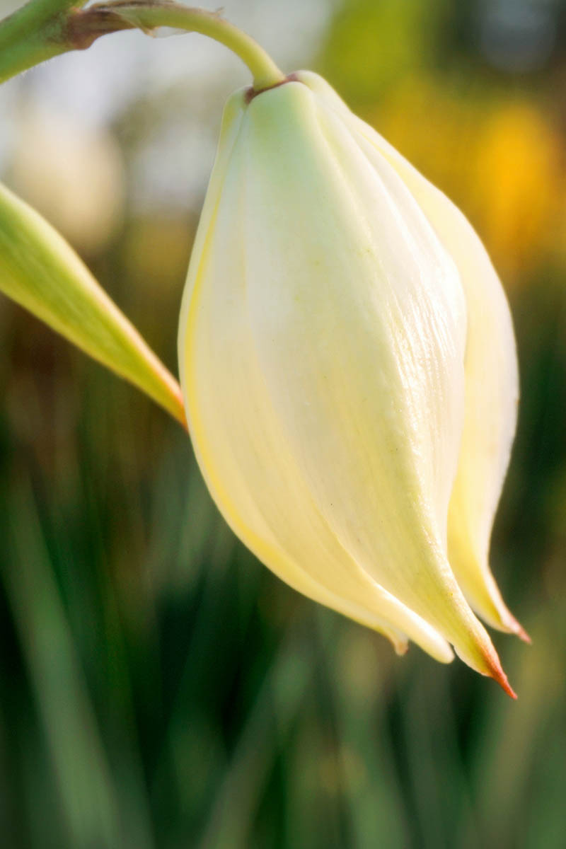 A vertical image of a single yucca flower pictured on a soft focus background.