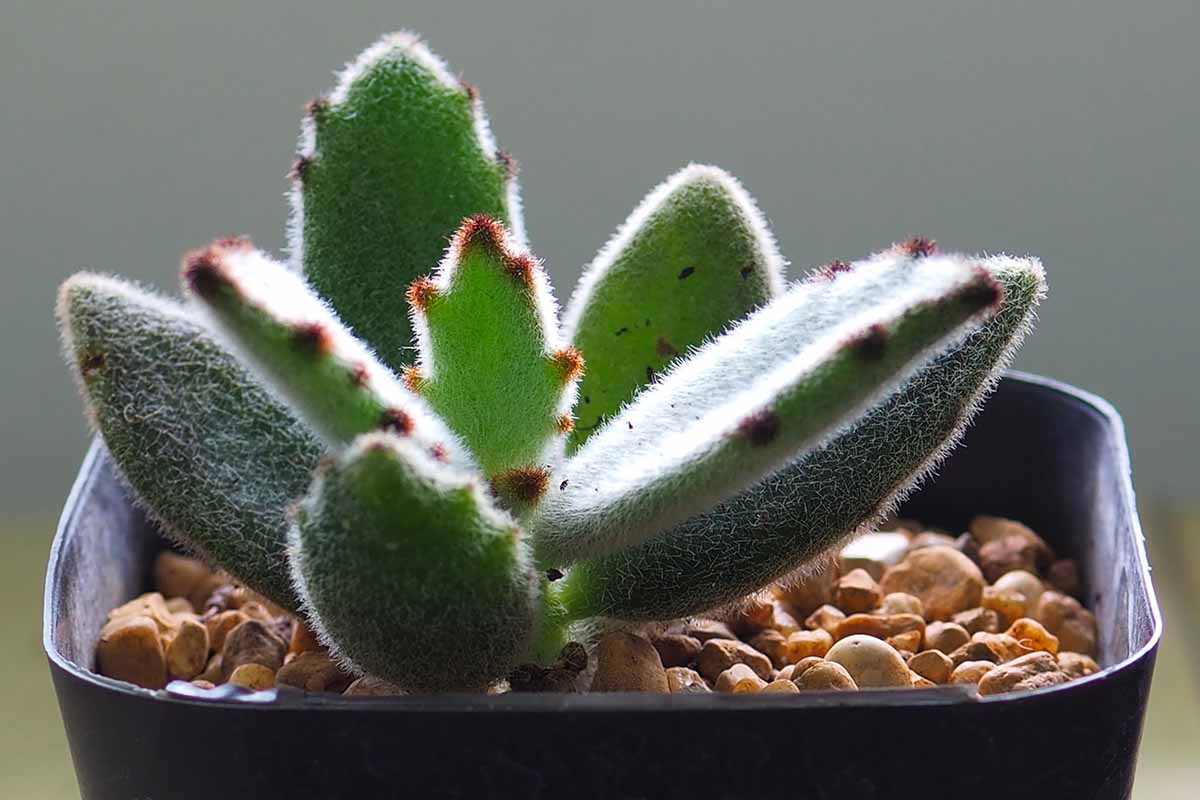 A close up horizontal image of a small panda plant (Kalanchoe tomentosa) growing in a black pot.