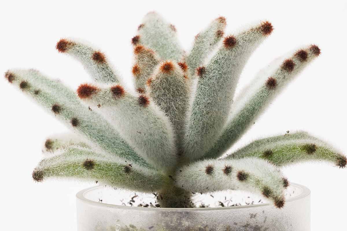 A close up horizontal image of Kalanchoe tomentosa growing in a small pot isolated on a white background.