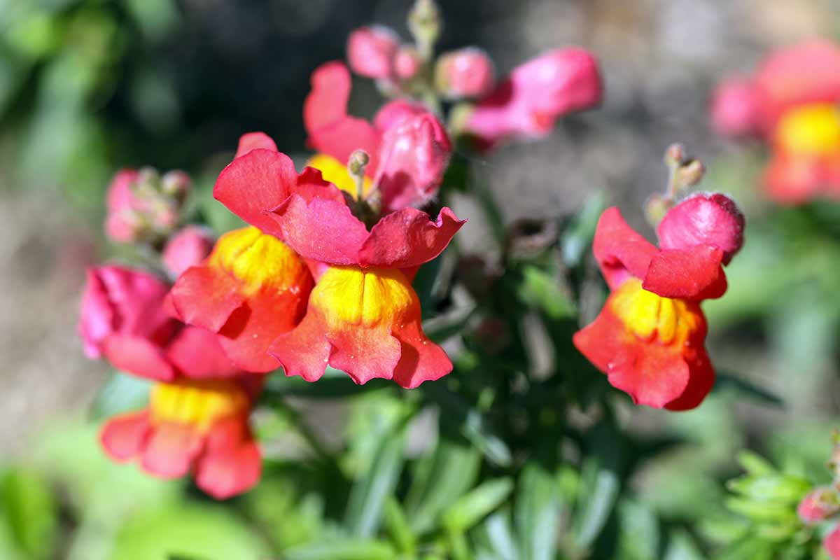 A close up horizontal image of red and yellow snapdragons pictured in bright sunshine.