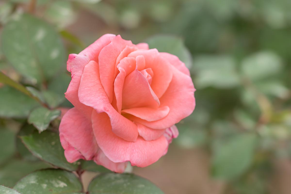 A horizontal image of a single Rosa 'Sonia,' a hybrid tea variety pictured on a soft focus background.