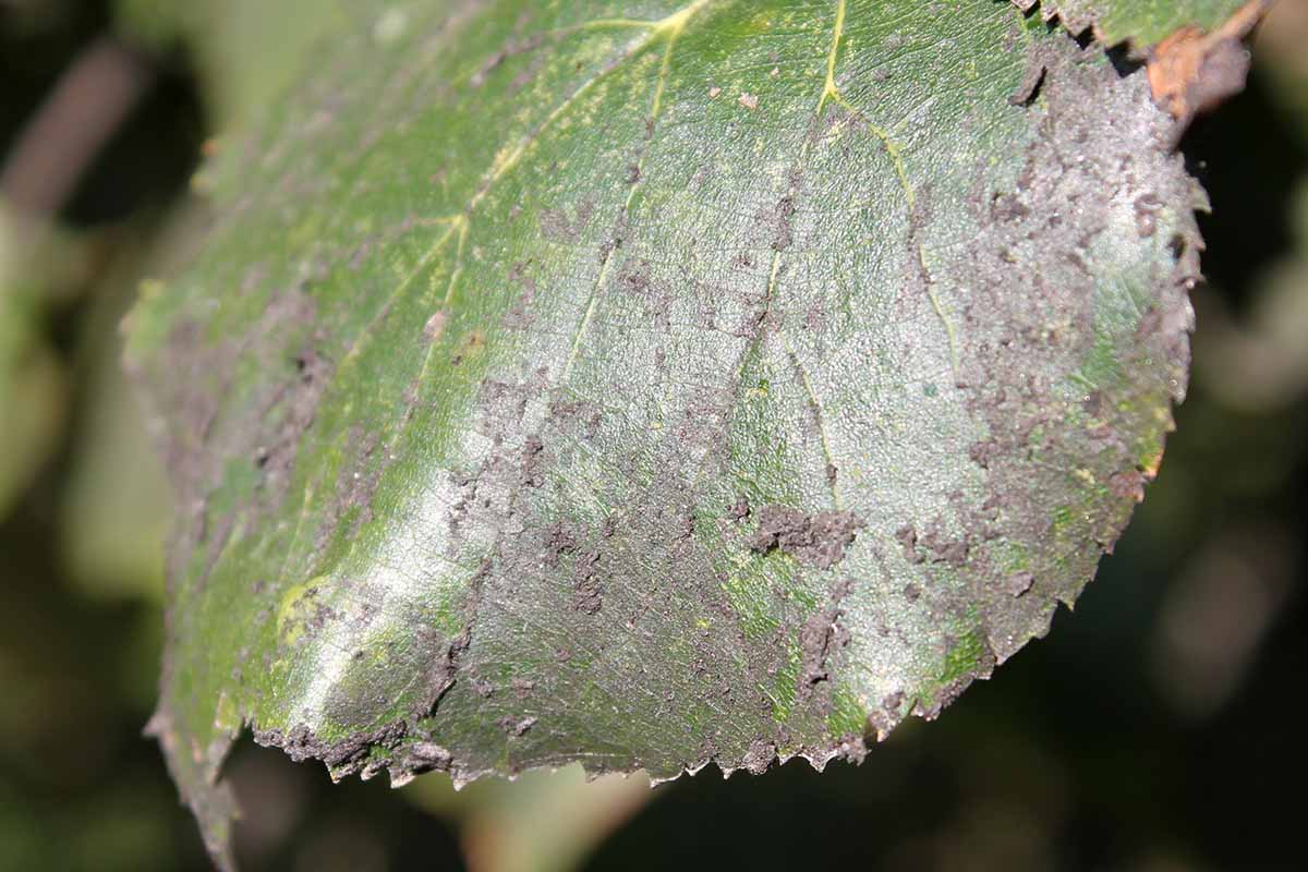 A close up horizontal image of black sooty mold on the surface of a leaf.