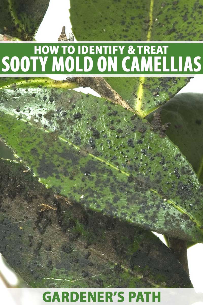 A close up vertical image of camellia foliage covered in a revolting fungal substance known as sooty mold. To the top and bottom of the frame is green and white printed text.