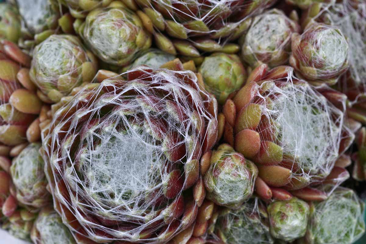 A close up horizontal image of spiderweb Sempervivum plants growing in a pot.