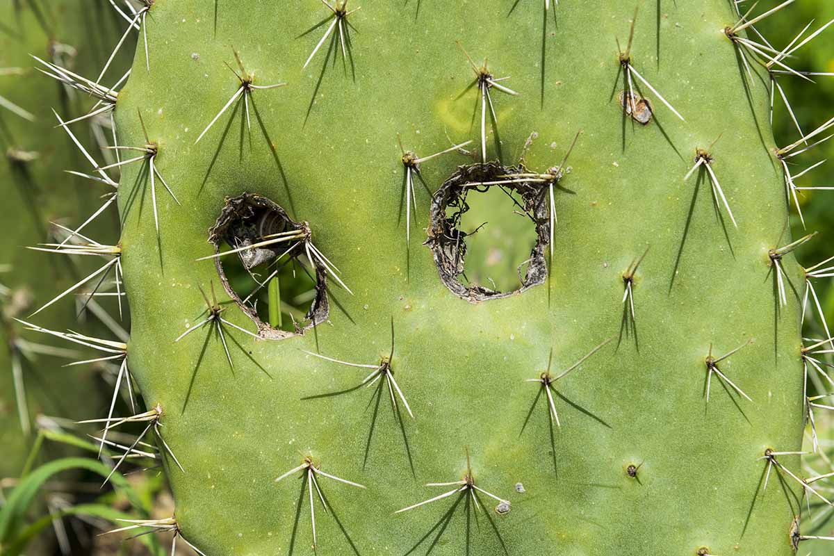 A close up horizontal image of the large spines on a prickly pear cactus.