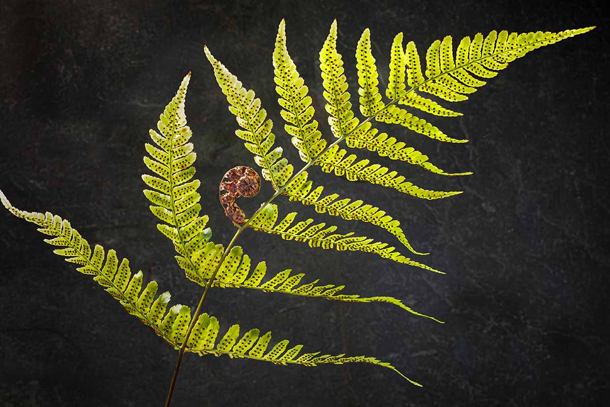 A close up horizontal image of a fern frond of Dryopteris erythrosora showing the spore-bearing sporangea pictured on a dark background.