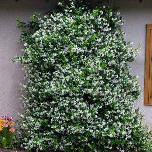 A square image of a large star jasmine vine growing outside a residence.