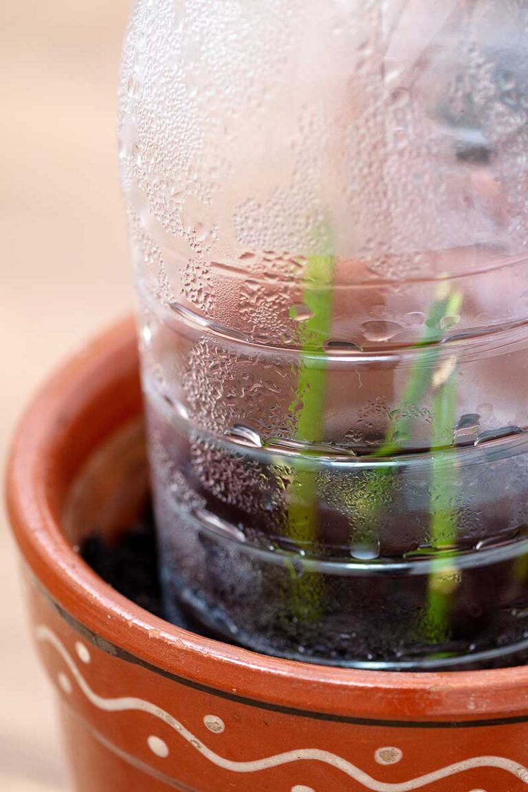 How to Propagate Rose Cuttings in Water Gardener’s Path