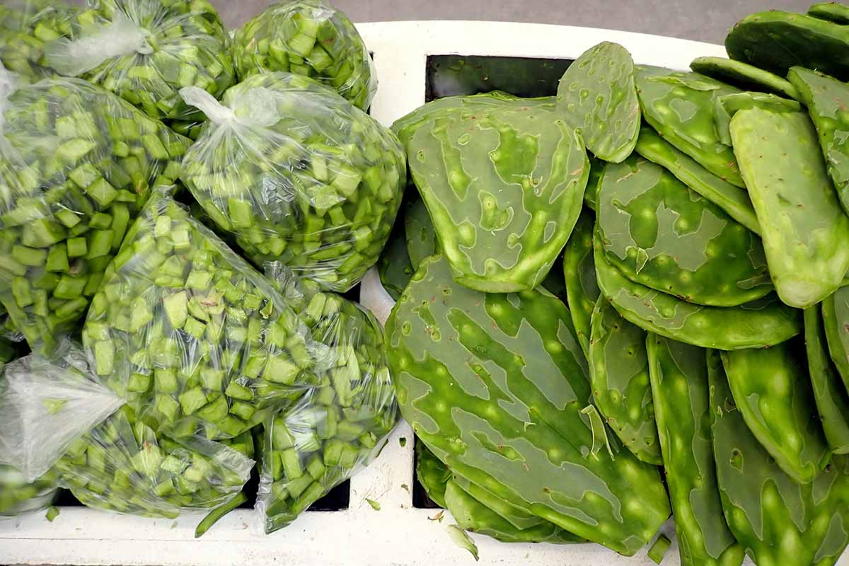 A close up horizontal image of nopal cactus pads prepared for storage. On the left it is cut and placed in plastic bags and on the right are the fresh raw pads.