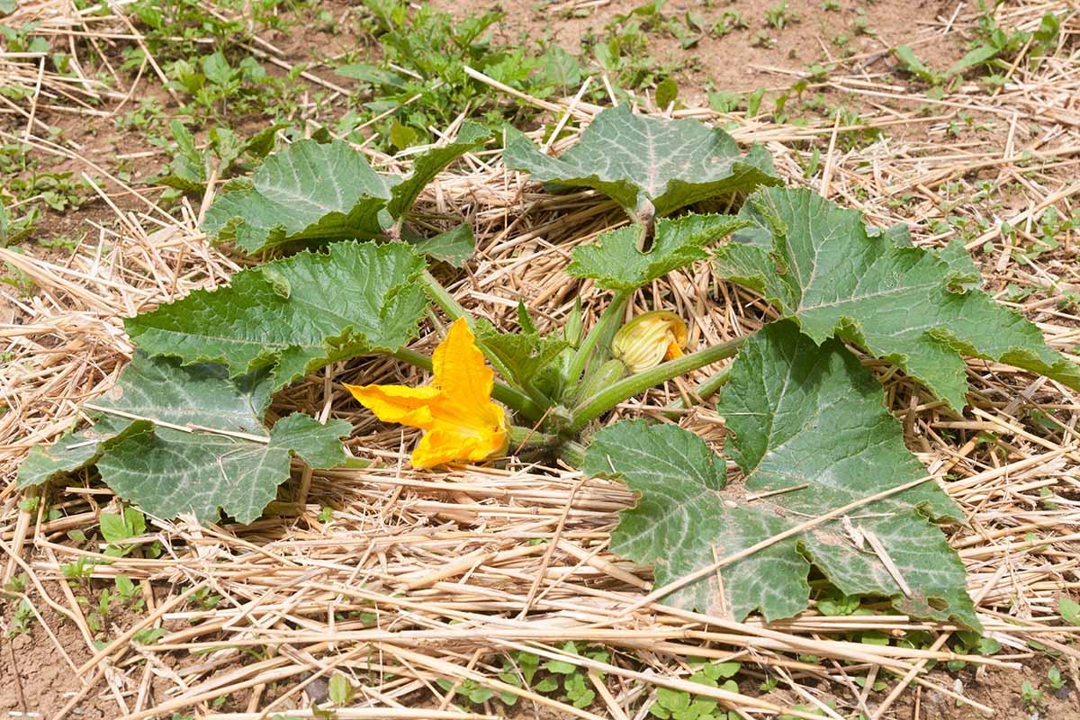 A close up horizontal image of a zucchini summer squash growing in the garden surrounded by straw mulch.