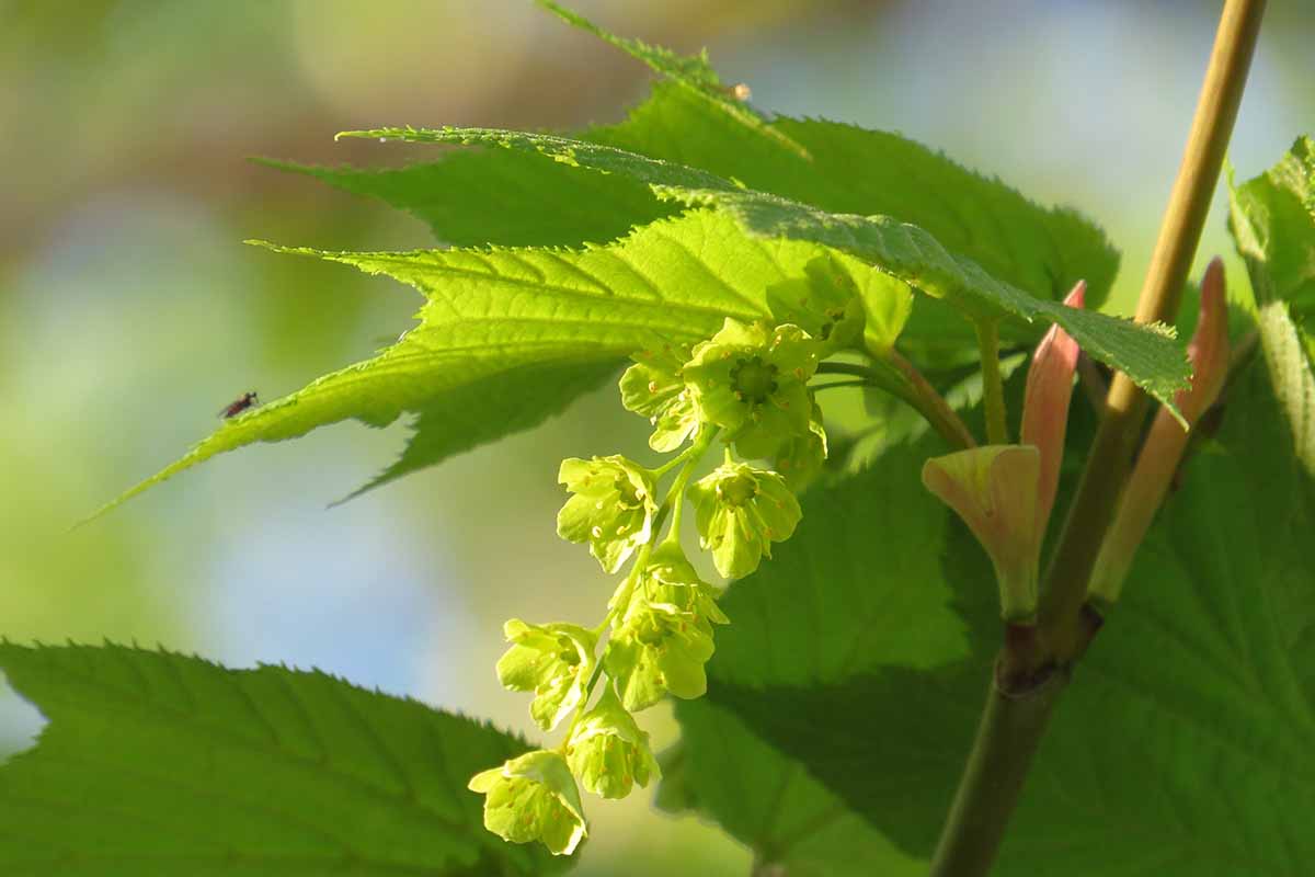 A close up horizontal image of the flowers and foliage of Acer pensylvanivum pictured on a soft focus background.