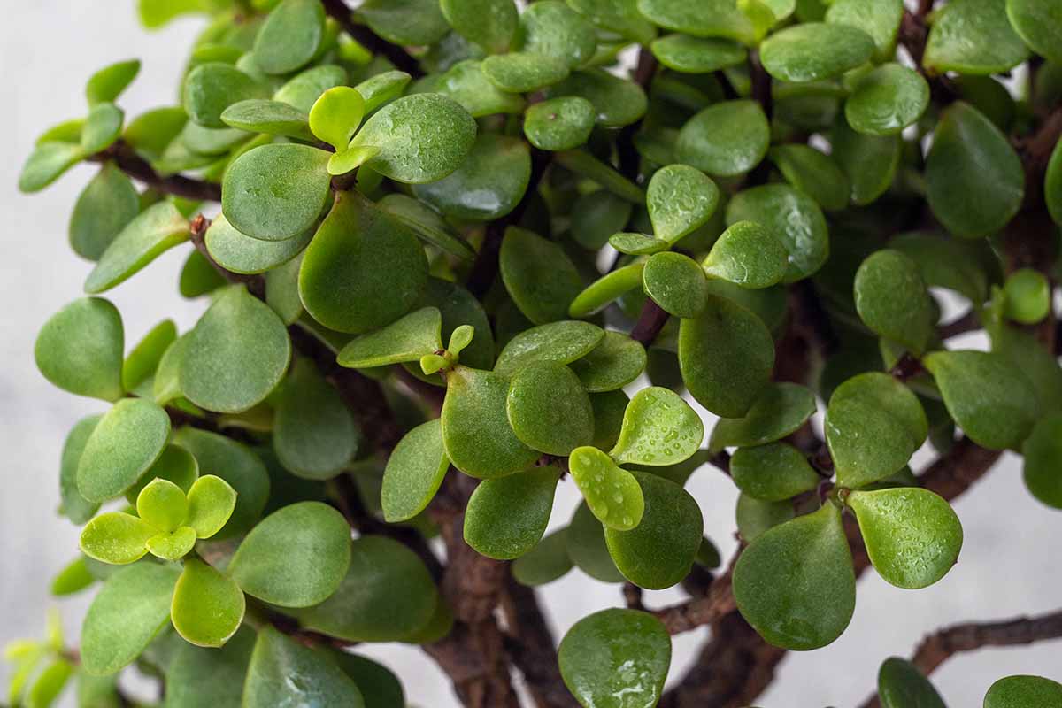 A close up horizontal image of the succulent foliage of Portulacaria afra with droplets on water on the leaves.