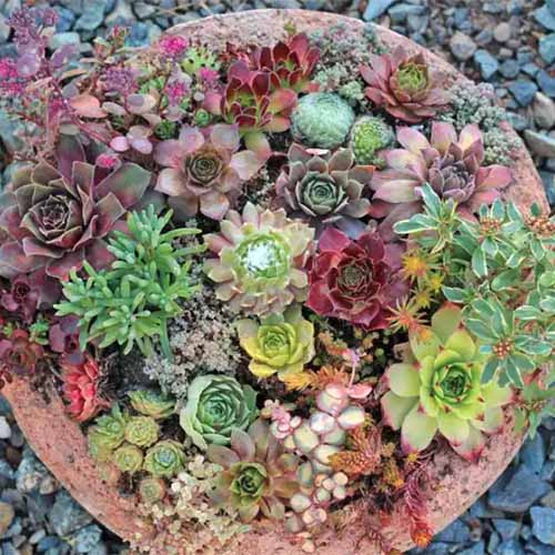 A close up square image of a colorful succulent garden growing in a terra cotta pot.
