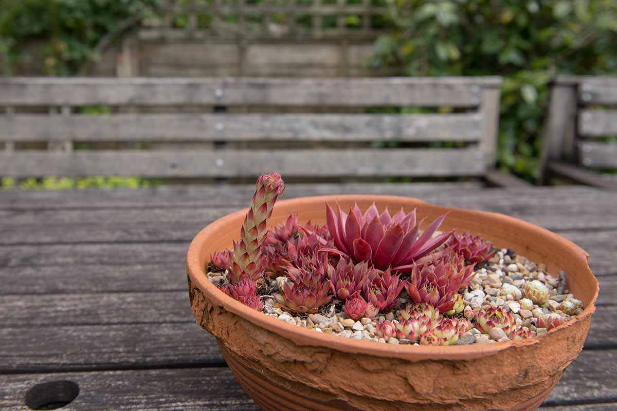 A close up horizontal image of a terra cotta pot with hens and chicks plants set on a wooden table.
