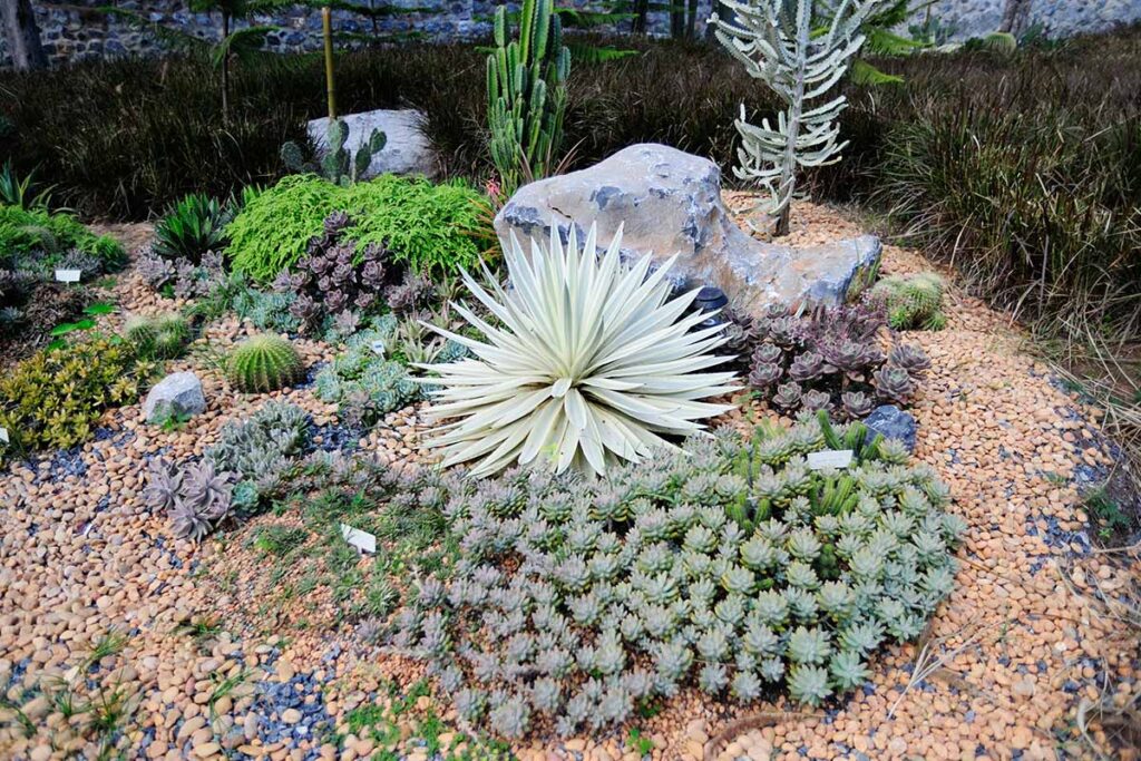 A horizontal image of a rock garden planted with succulents and cacti.