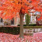 15 of the Best Types of Maple Trees to Grow at Home | Gardener’s Path