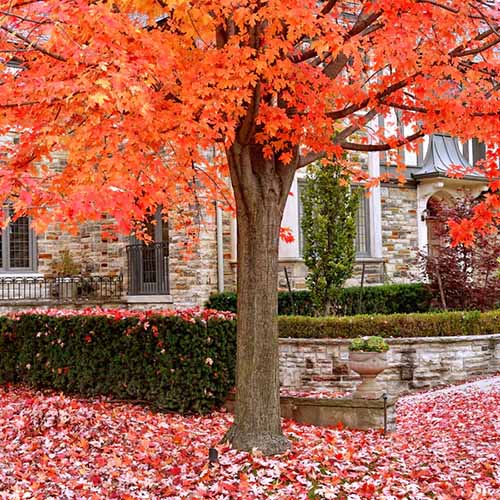 A close up square image of a sugar maple with dramatic fall colors growing outside a residence.