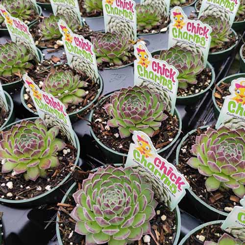 A close up square image of Sugar Simmer hens and chicks plants growing in small containers at a plant nursery.