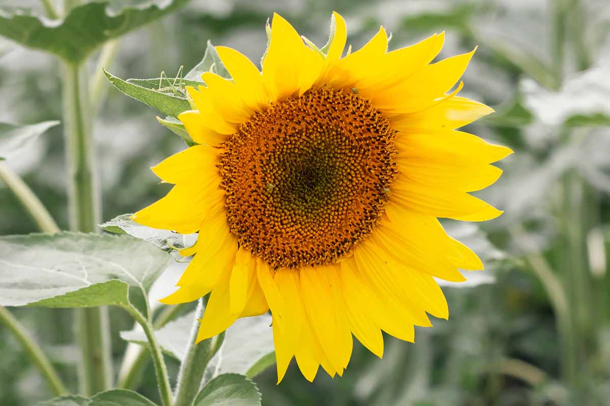A close up horizontal image of a sunflower growing in the garden pictured on a soft focus background.