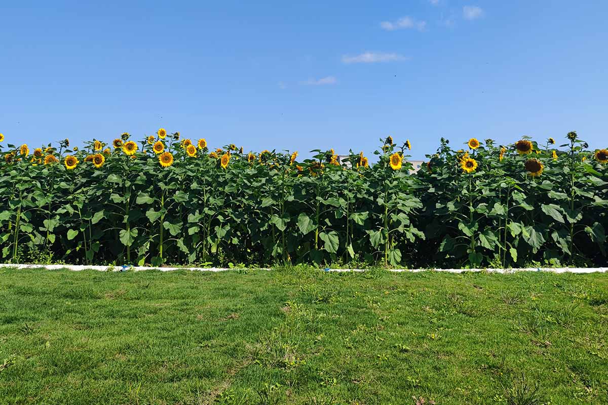 A horizontal image of a field of sunflowers on a blue sky background.