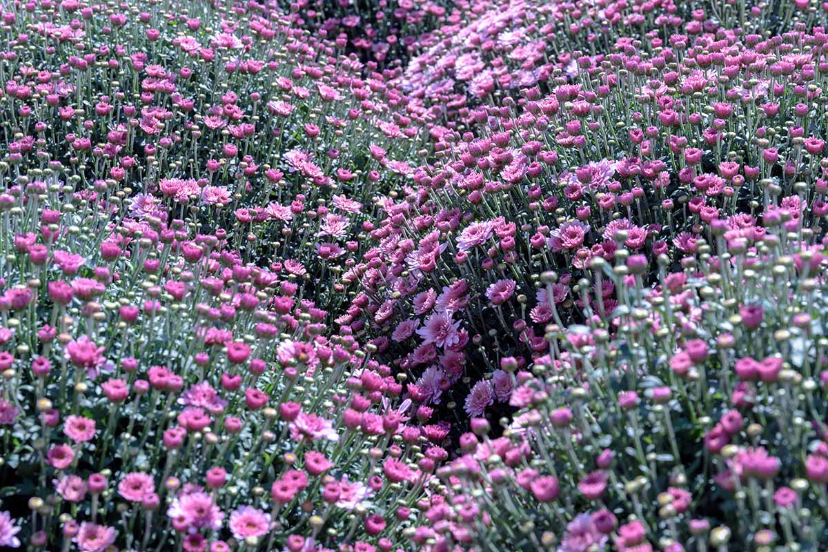A horizontal image of a large swath of pink mums in full bloom in a sunny garden.