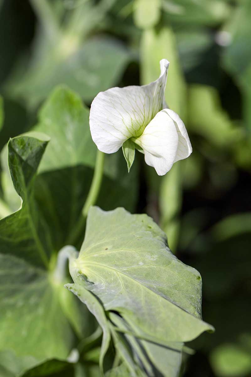 A vertical image of a white pea flower pictured on a soft focus background.
