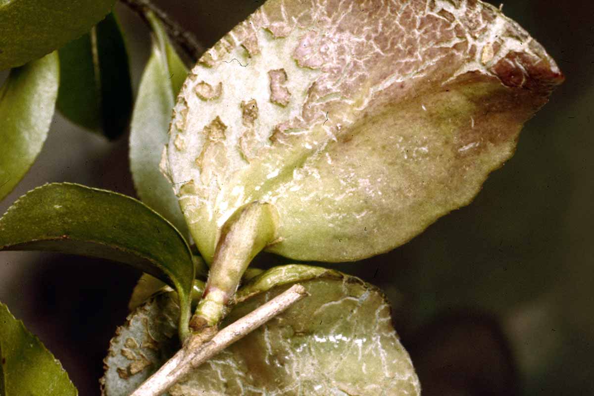 A close up horizontal image of the underside of a distorted leaf, caused by the fungus Exobasidium camelliae.